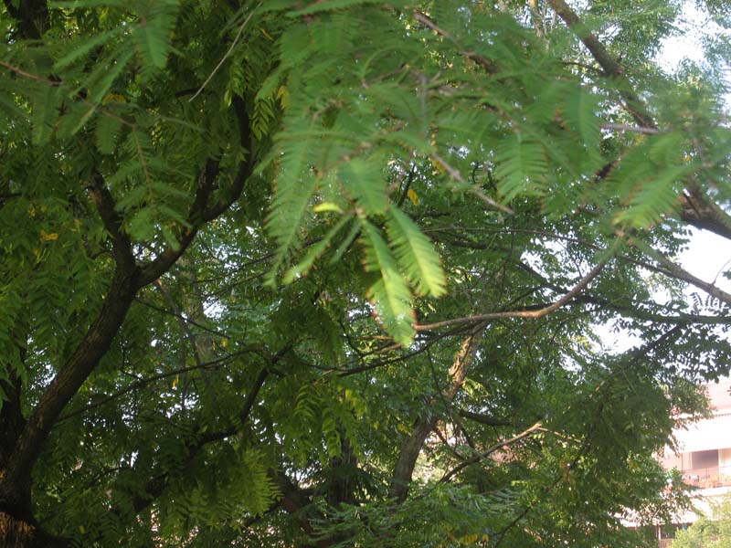 Alberi in un parco giochi